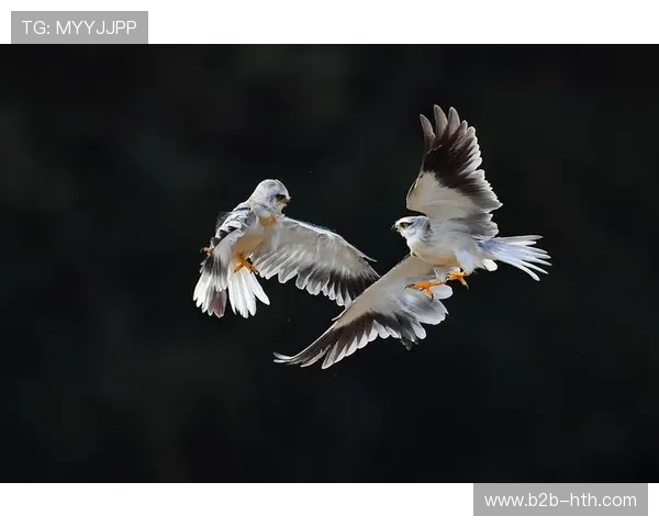 老鹰110-87客胜掘金，防守压制对手进攻